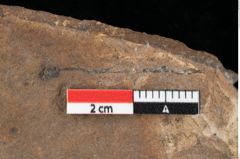 Foto (Detailansicht) von Glyptostrobus europaeus Brongniart (NHMW-GEO-2024-0188-0160)